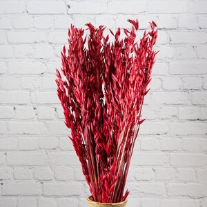 Сухоцветы для флористики Овес 50 см красный Kaemingk фото 1