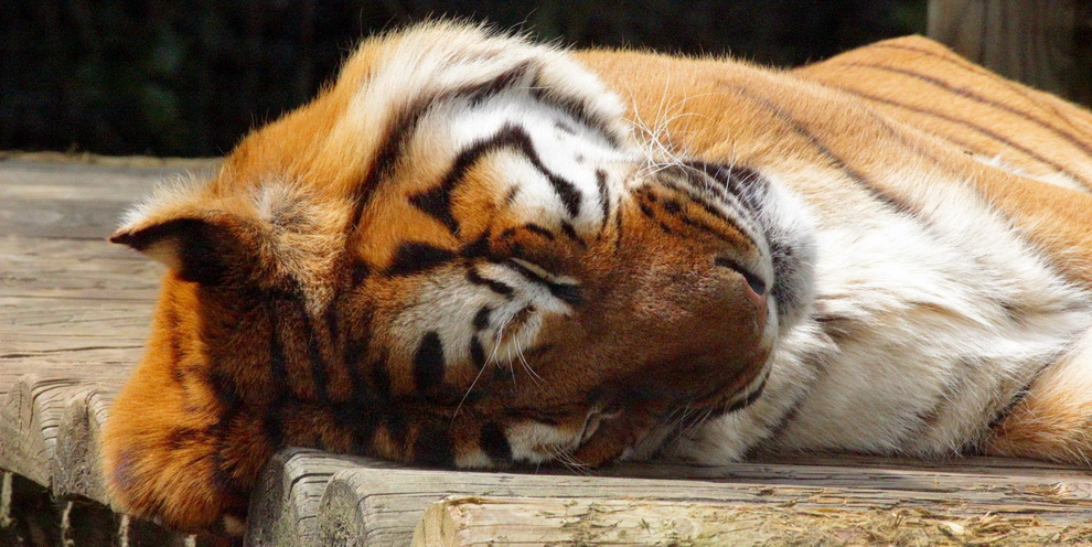 сонный тигр