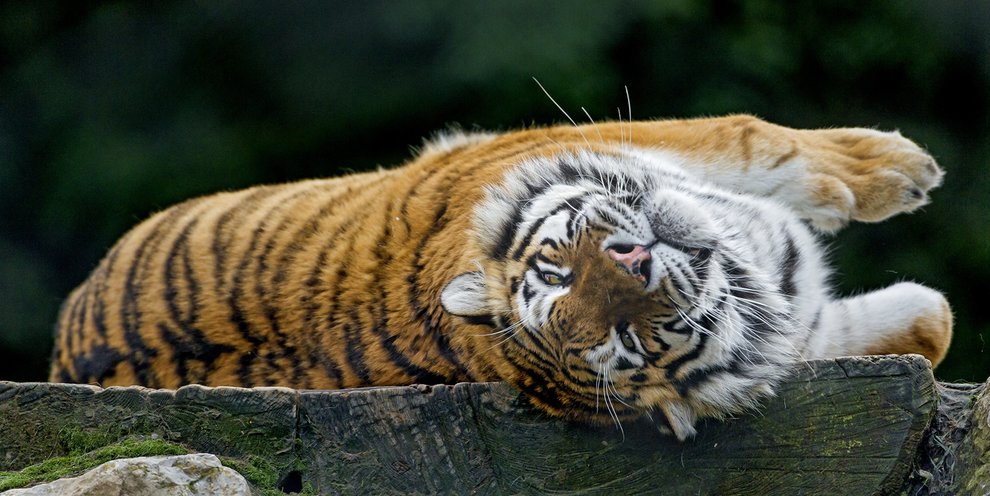 лежащий тигр