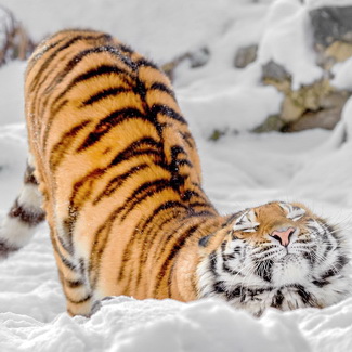 тигр в снегу