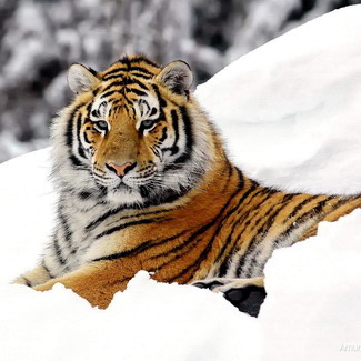 снежный тигр