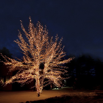 Украшаем деревья гирляндами