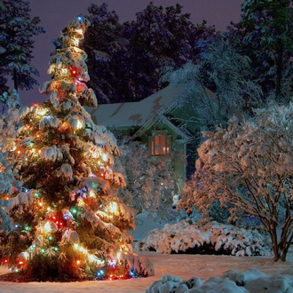 Украшаем деревья гирляндами