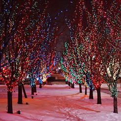 Украшаем деревья гирляндами