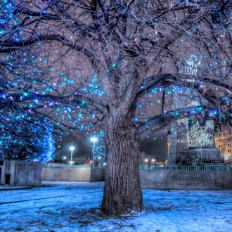 Украшаем деревья гирляндами