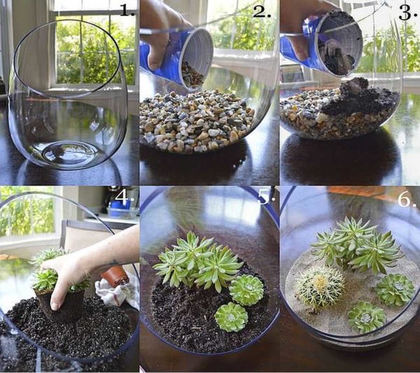 Как сделать флорариум своими руками с суккулентами: создайте уникальный мир растений за 40 минут