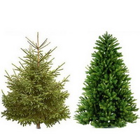 Какую выбрать елку?