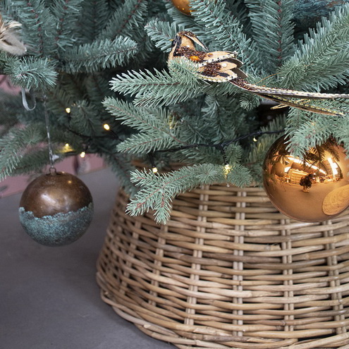 Елка Небраска голубая