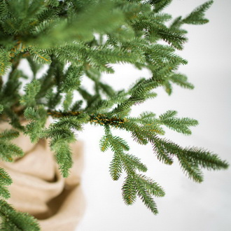 Елка Датская Люкс