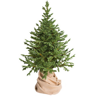 Елка Датская Люкс