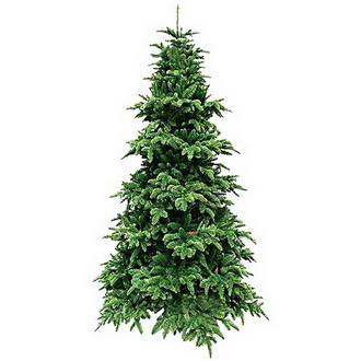 Елка Нормандия Стройная