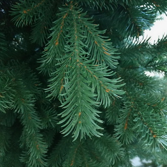 Елка Ле-Ман