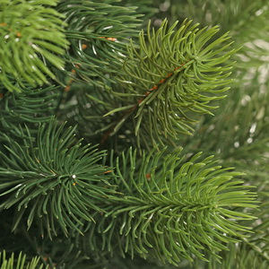 Русская красавица