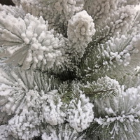 Заснеженность