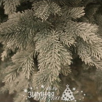 Заснеженность