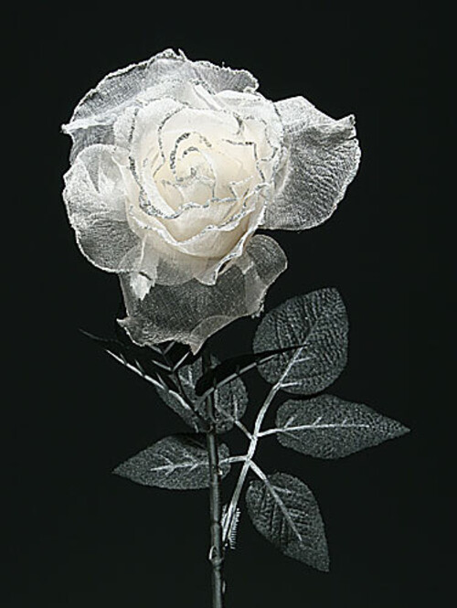 Роза серебряно-белая, 74см