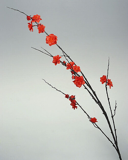 Ветка цветущего персика