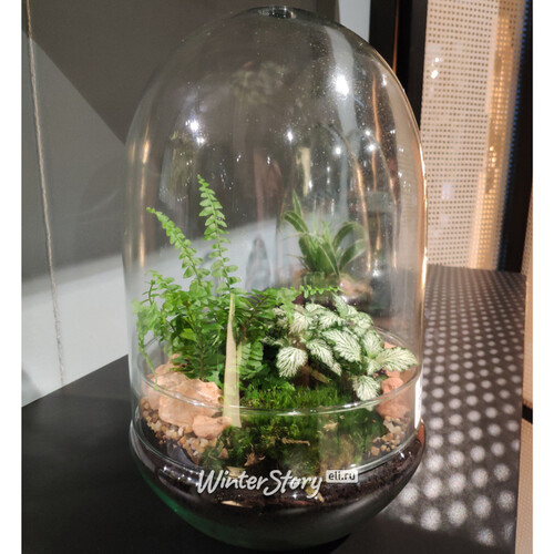 Стеклянная ваза для флорариума и композиций Рододендрон 30*19 см Edelman