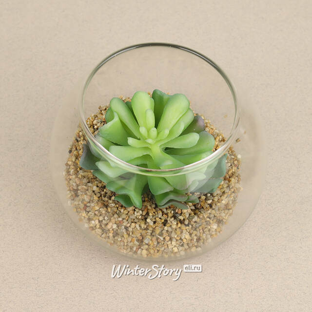 Искусственный флорариум Крассула Сансет 12 см Edelman (Эдельман)