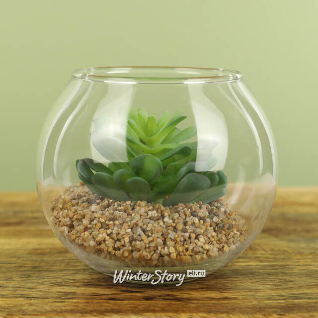 Искусственный флорариум Крассула Сансет 12 см Edelman (Эдельман)