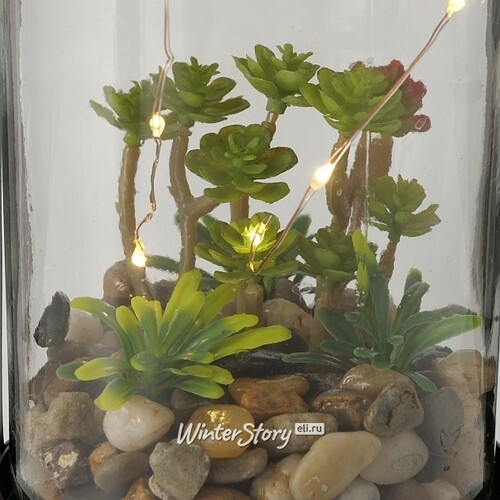 Декоративный светильник-флорариум Тринити с Крассулой 23 см, теплая белая LED подсветка, стекло, IP20 Boltze