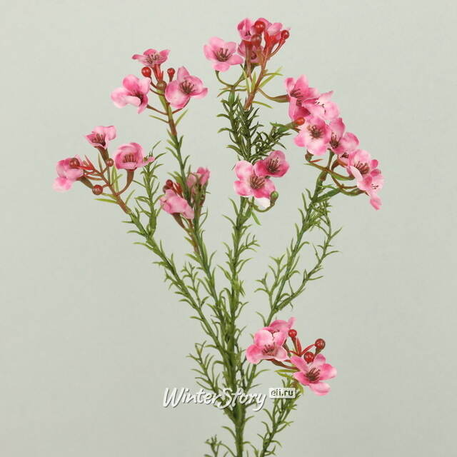 Искусcтвенная ветка Хамелациум Курано 67 см EDG