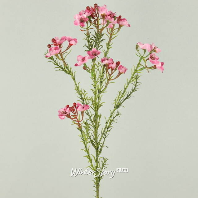 Искусcтвенная ветка Хамелациум Курано 67 см EDG