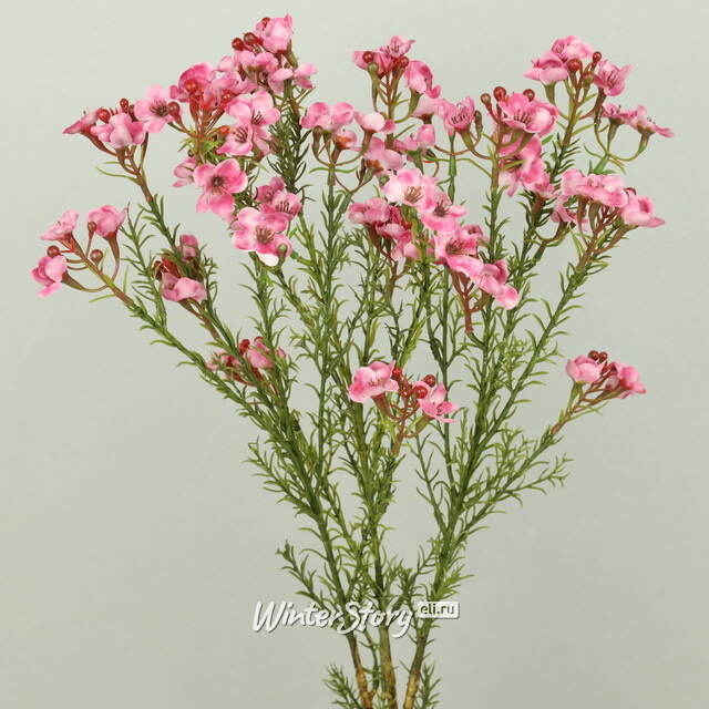 Искусcтвенная ветка Хамелациум Курано 67 см EDG