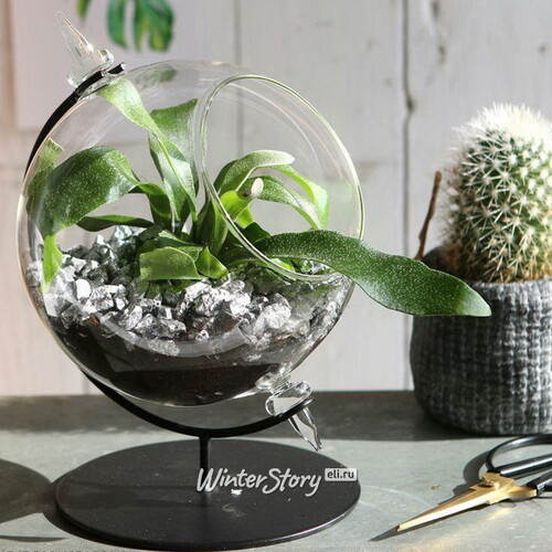 Декоративная ваза-флорариум Globo Sphere 21 см, стекло Ideas4Seasons