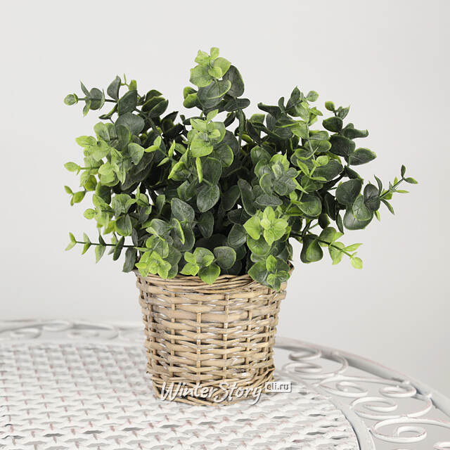 Искусственный эвкалипт в горшке Belarra 28 см купить в интернет ...