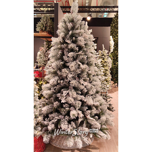 Искусственная сосна Бедфорд заснеженная 183 см с шишками, ЛЕСКА + ПВХ National Tree Company (Нейшнл Три Компани)