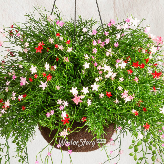 Искусственный цветок в кашпо Matera - Цветочный Коктейль 43 см Summer Deco