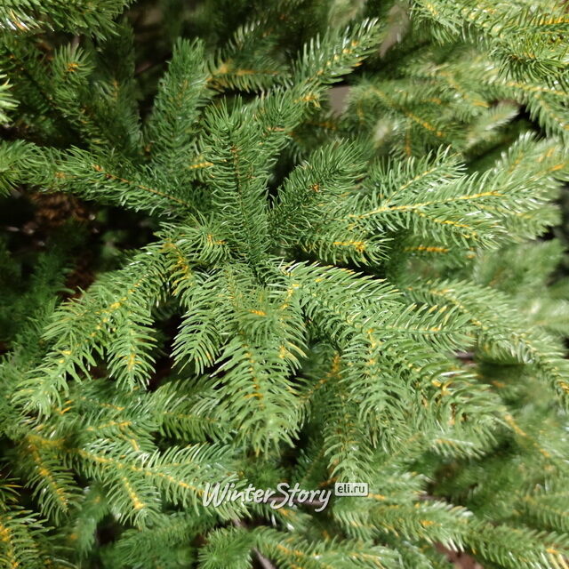 Искусственная елка Odense 150 см, ЛИТАЯ 100% Kaemingk