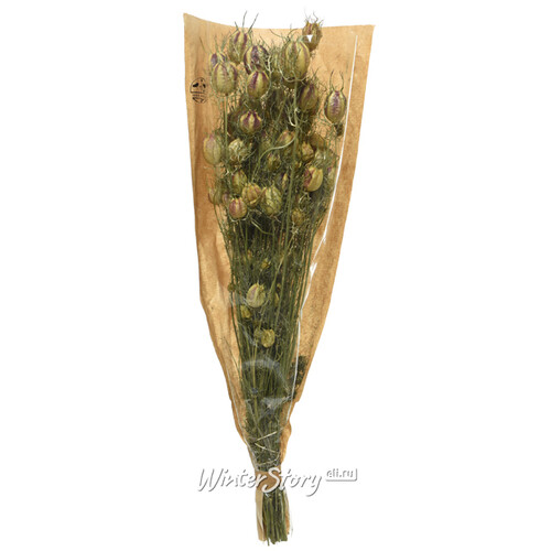 Сухоцветы для флористики Нигелла 50 см зеленая Kaemingk