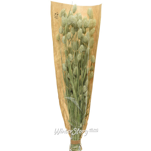 Сухоцветы для флористики Фаларис 50 см зеленый Kaemingk
