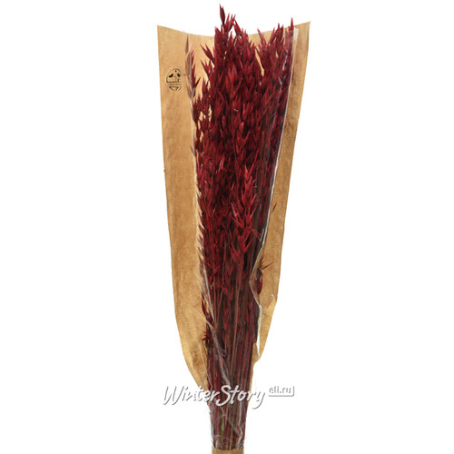 Сухоцветы для флористики Овес 50 см красный Kaemingk