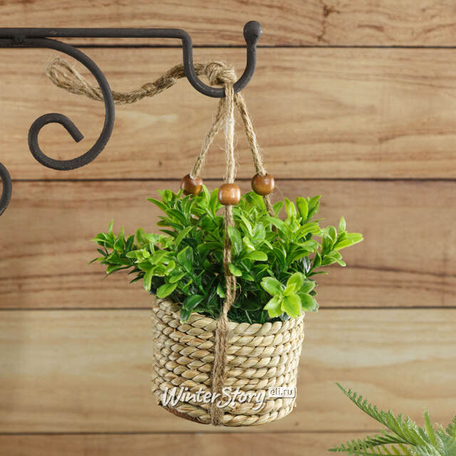 Искусственное растение в кашпо Крассула 12 см Kaemingk