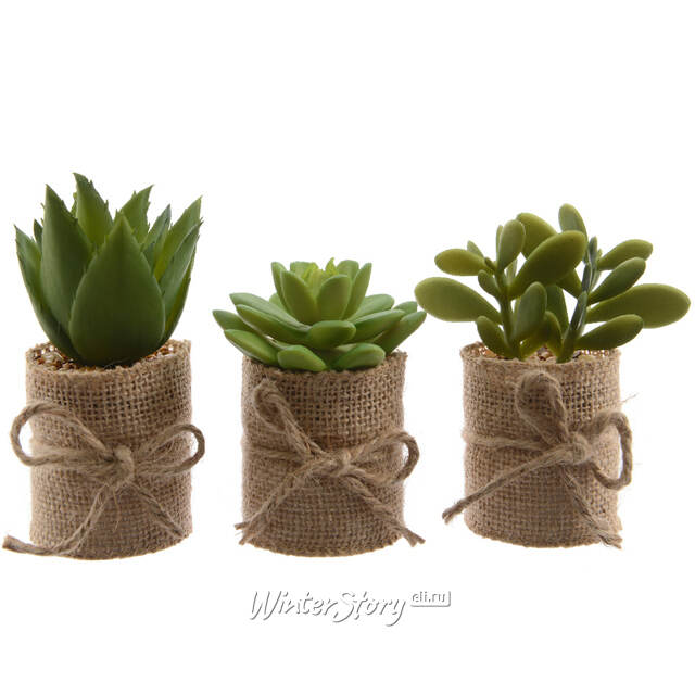 Искусственное растение Крассула Money Tree в джутовом кашпо 12 см Kaemingk