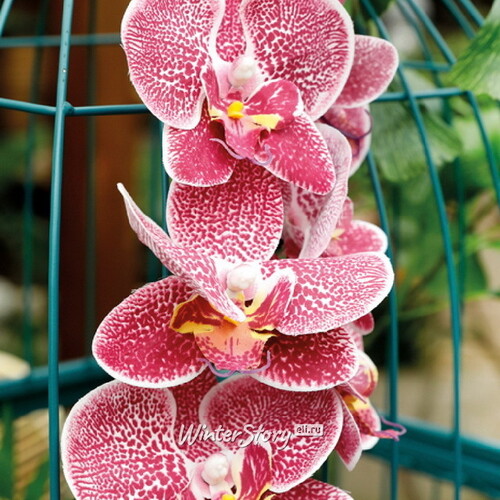 Искусственный цветок Орхидея Aphrodite 77 см Kaemingk