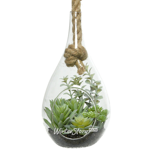 Декоративный подвесной флорариум Morrigan: Гастерия 24 см Kaemingk