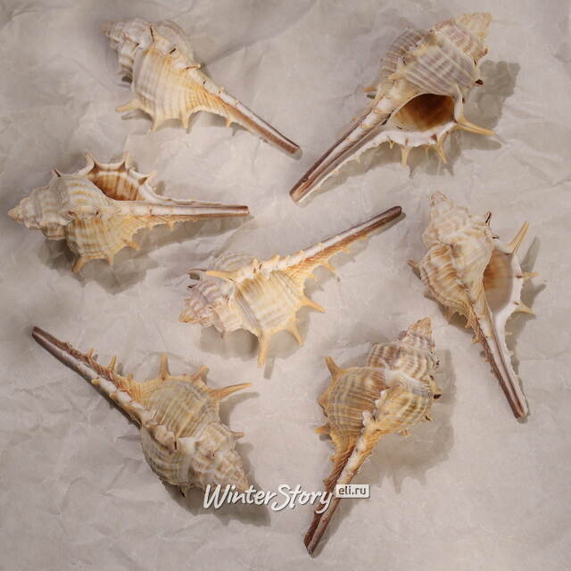 Декоративные ракушки Морские, с шипами Kaemingk