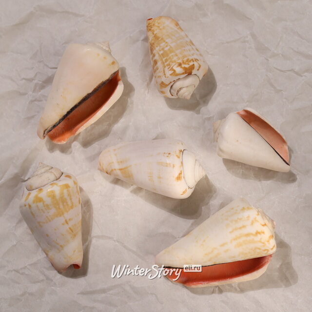 Декоративные ракушки Морские, белые Kaemingk (Кейминг)