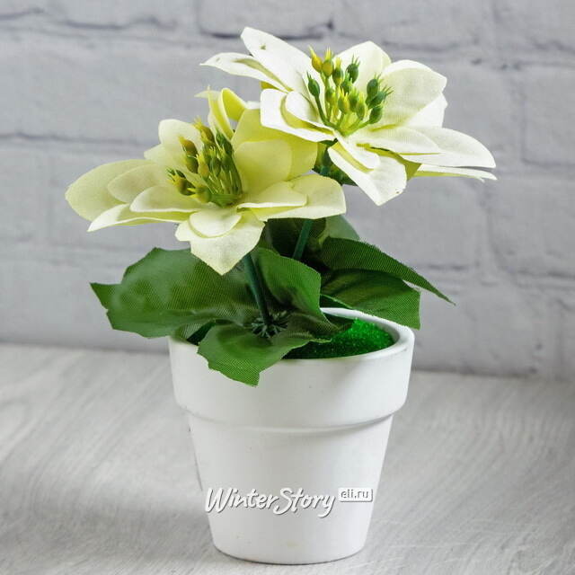 Искусственная Белая пуансеттия в горшке, 16 см Koopman