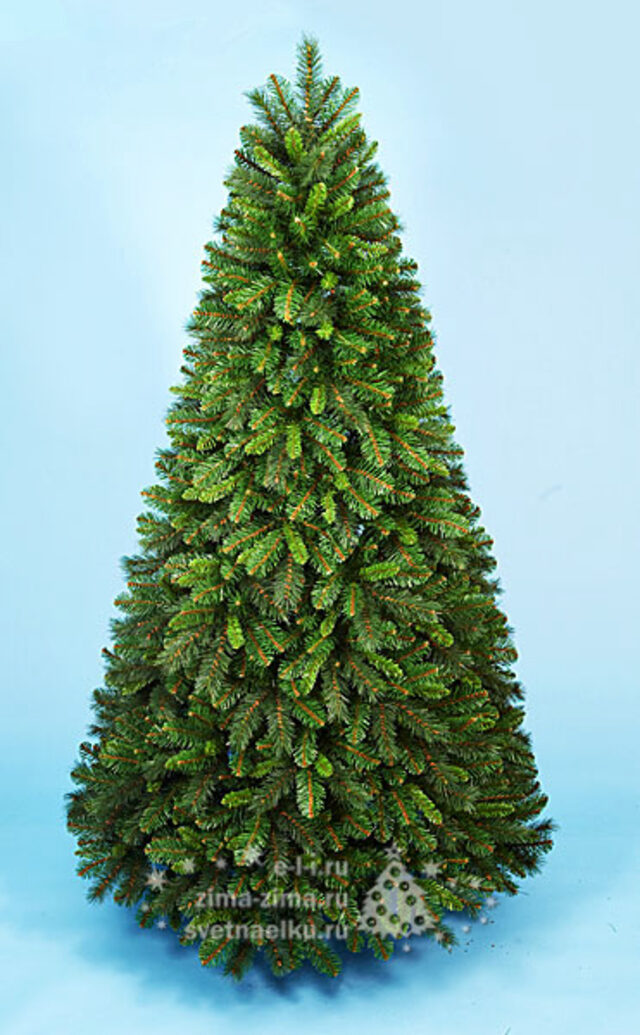 Ель зеленая 