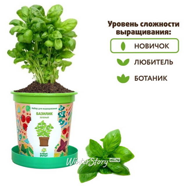 Набор для выращивания Базилик зеленый в горшке Happy Plant (Хэппи Плант)