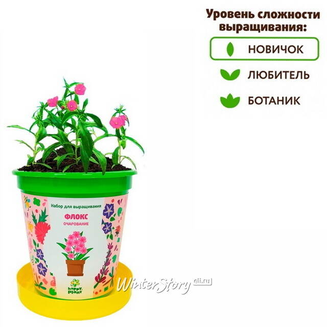 Набор для выращивания Флокс Очарование в горшке Happy Plant (Хэппи Плант)