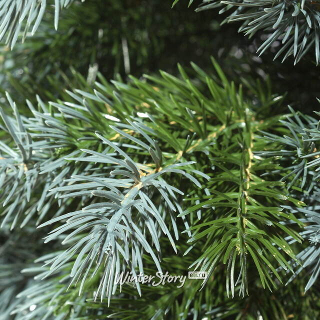 Искусственная елка на ножке Жаклин 150 см зелено-голубая, ЛИТАЯ 100% ElkaDe