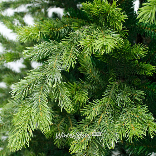 Искусственная елка Emerald 240 см, ЛИТАЯ + ПВХ Beatrees