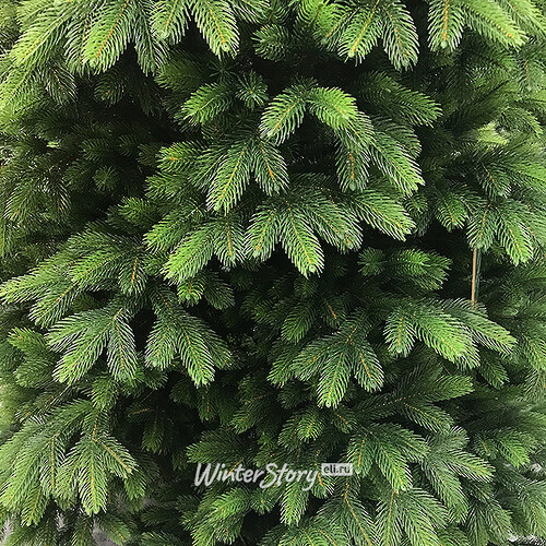 царь елка северное сияние. царь елка северное сияние. царь елка северное сияние. царь елка ель северное сияние 1. 5.