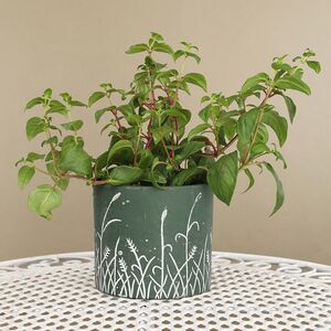 Керамическое кашпо Bongola 14*13 см Koopman фото 2